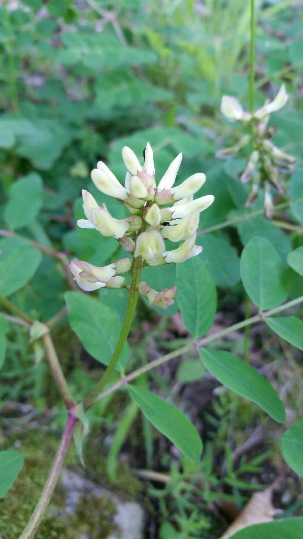 Astragalus glycyphyllos (Fabaceae)